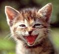c tro mignion..