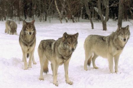 les loups tro bo...