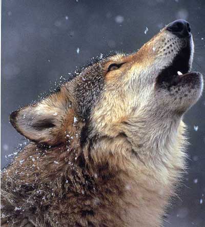 hurlement du loup