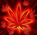 &eacute;clipse cannabisseee..